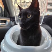 5/27保護、生後7ヶ月のクロネコちゃん