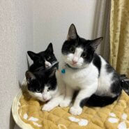 in江南市☆クリスマス☆保護猫達をオウチに迎えよう☆2025年12月14日(日)~ 非営利団体「ちーむ にゃいんず」