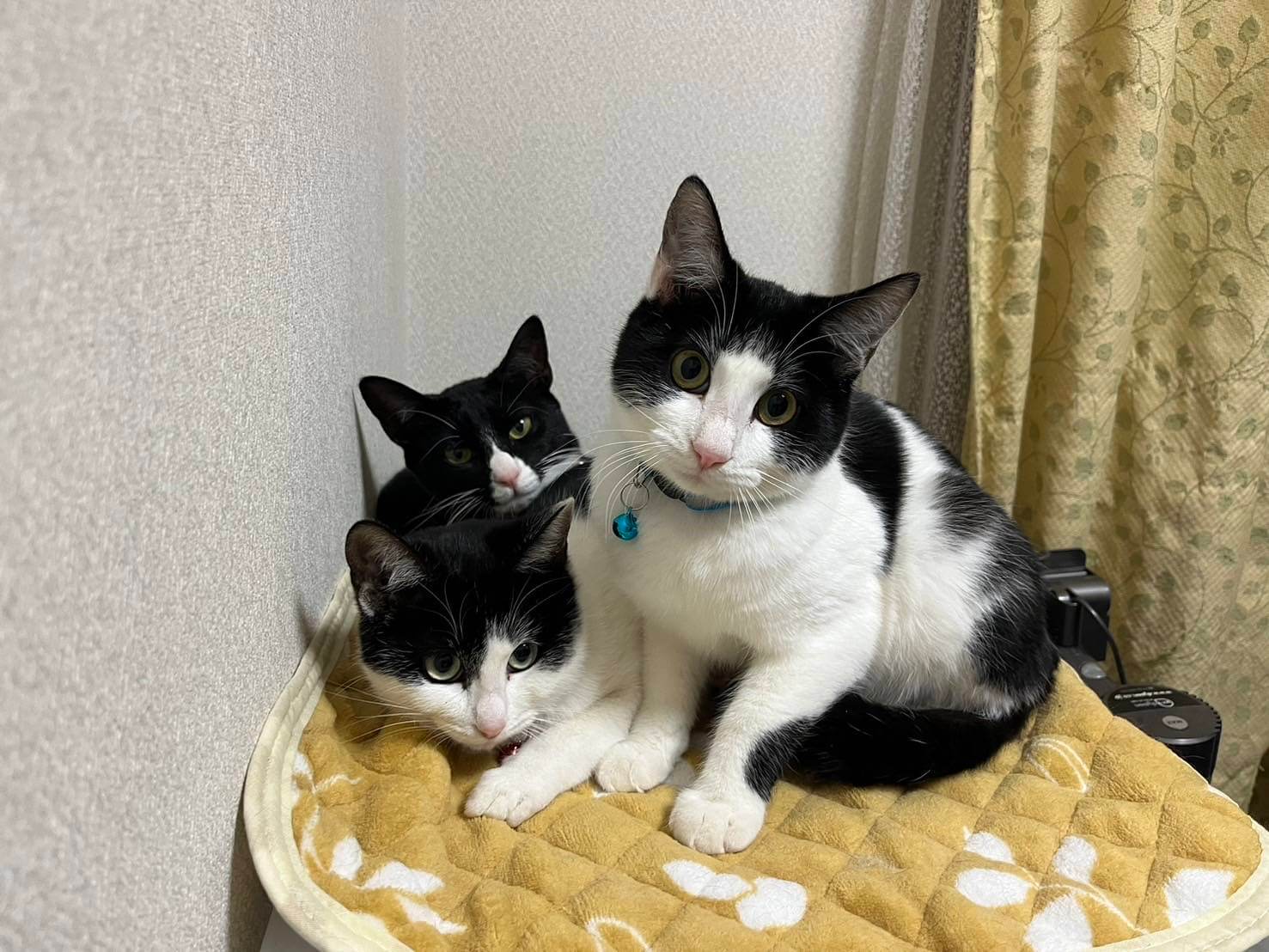 in江南市☆クリスマス☆保護猫達をオウチに迎えよう☆2025年12月14日(日)~ 非営利団体「ちーむ にゃいんず」