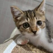 in名古屋市☆クリスマス☆保護猫達をオウチに迎えよう☆2025年12月14日(日)~ 非営利団体「ちーむ にゃいんず」