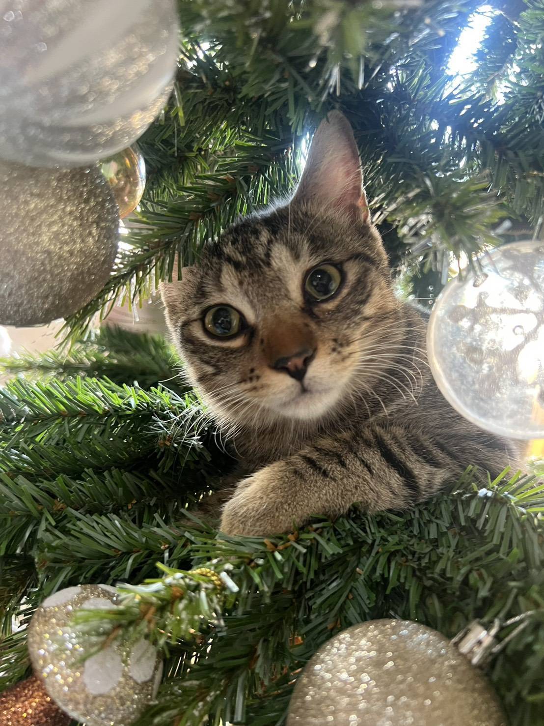 in春日井市☆クリスマス☆保護猫達を暖かいオウチに迎えよう☆2025年12月20日（土）～ 非営利団体「ちーむ にゃいんず」