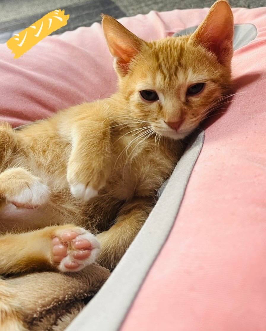 in岡崎市☆クリスマス☆保護猫達を暖かいオウチに迎えよう☆2025年12月20日（土）～ 非営利団体「ちーむ にゃいんず」