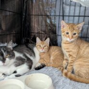 in岡崎市☆初ねこ☆保護猫達を暖かいオウチに迎えよう☆2026年1月4日(日)~ 非営利団体「ちーむ にゃいんず」