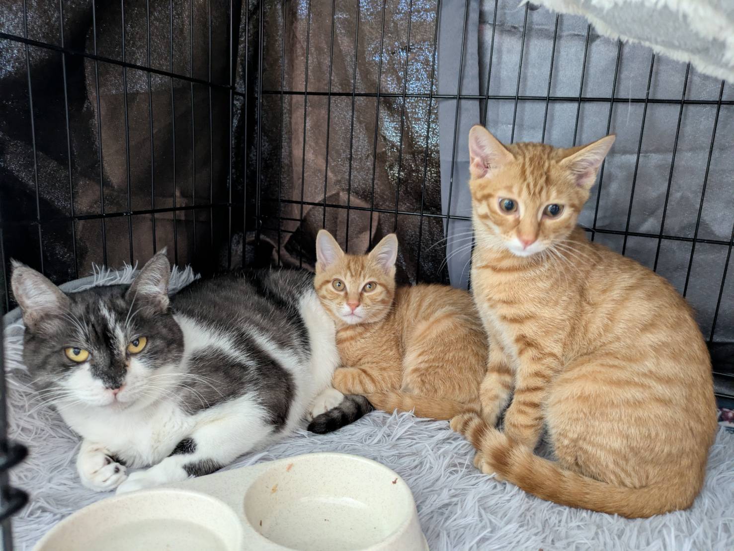 in岡崎市☆初ねこ☆保護猫達を暖かいオウチに迎えよう☆2026年1月4日(日)~ 非営利団体「ちーむ にゃいんず」