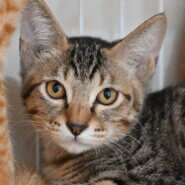 ほずみ：少し生意気な兄貴気質！