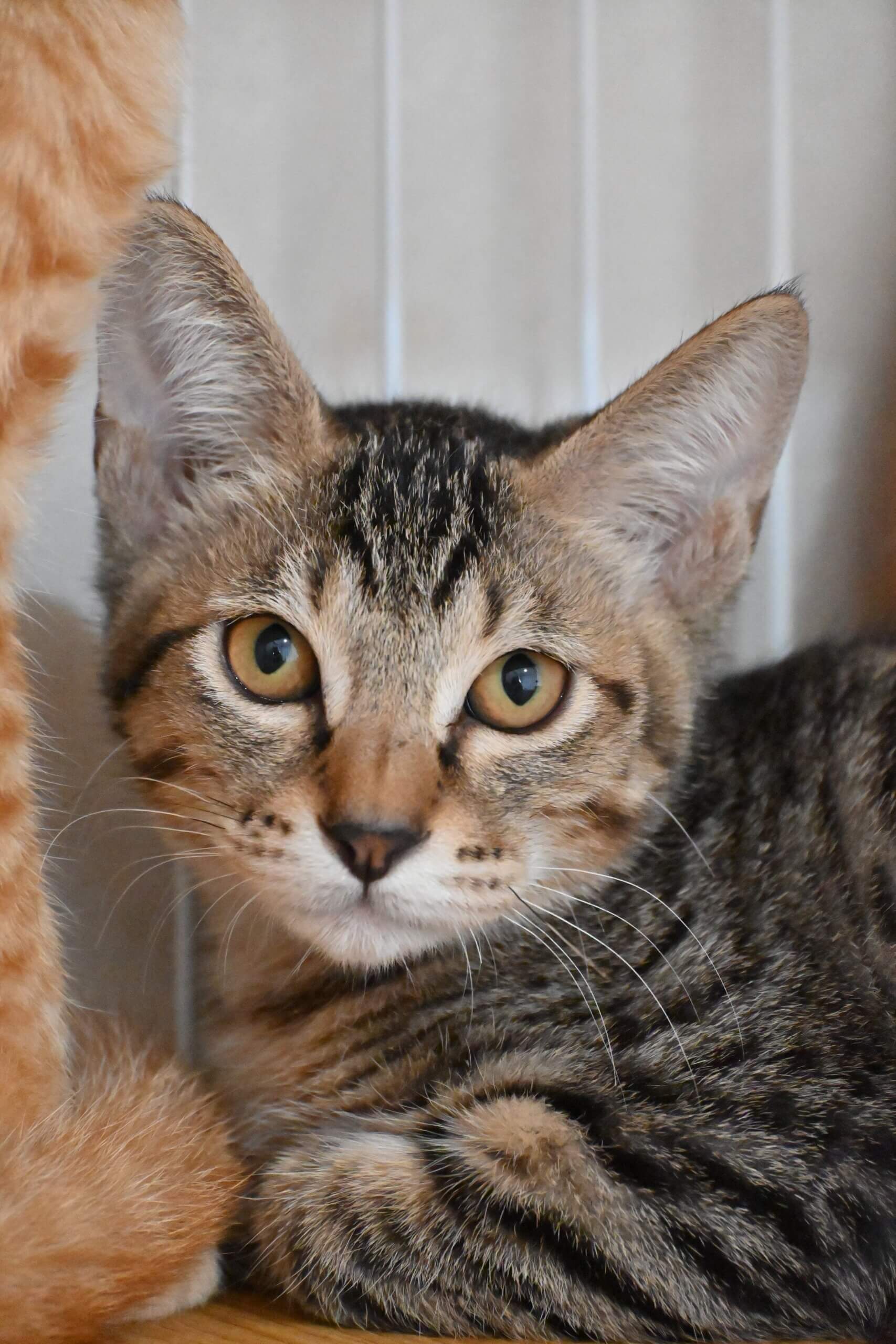 ほずみ：少し生意気な兄貴気質！