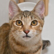 山乃：薄めの毛色が美しい愛嬌たっぷりの女の子