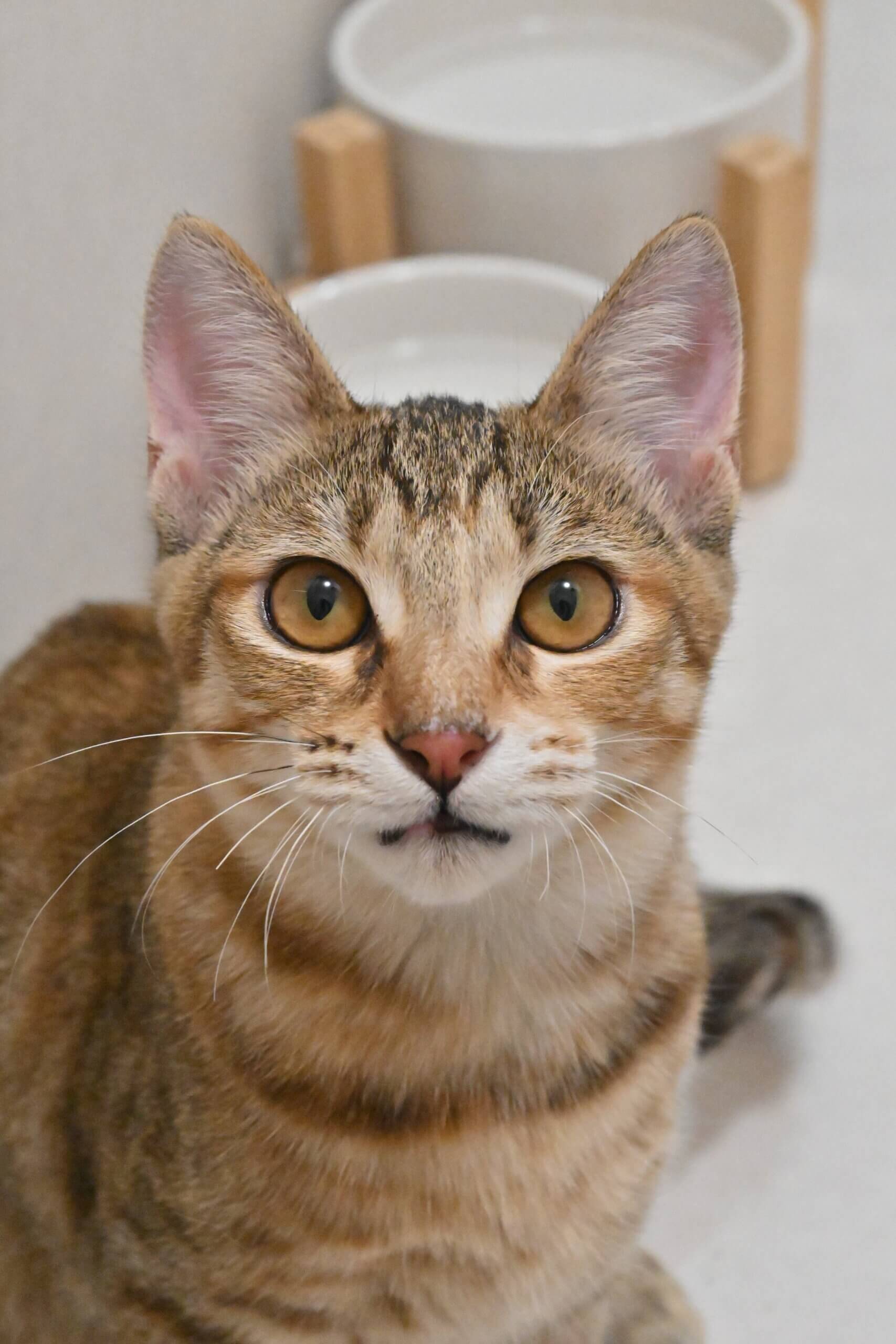 山乃:薄めの毛色が美しい愛嬌たっぷりの女の子