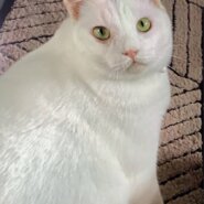 ⭐️1月11日開催⭐️大阪府堺市⭐️ヒロミくん♂️ 白⭐️2歳の男の子