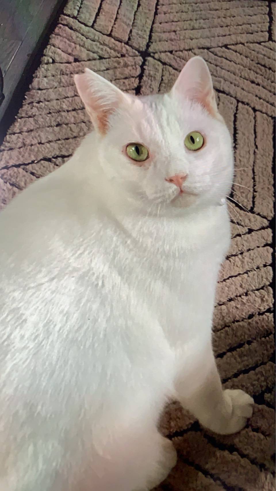 ⭐️1月11日開催⭐️大阪府堺市⭐️ヒロミくん♂️ 白⭐️2歳の男の子