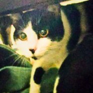 人懐っこくて 可愛い性格の女の子（生後９か月）