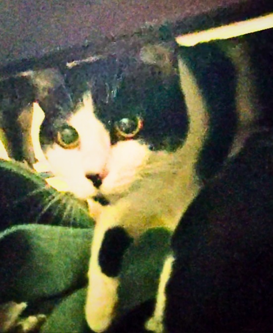 人懐っこくて 可愛い性格の女の子（生後９か月）