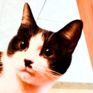 穏やかで甘えん坊で賢い猫。 生後9か月の女の子