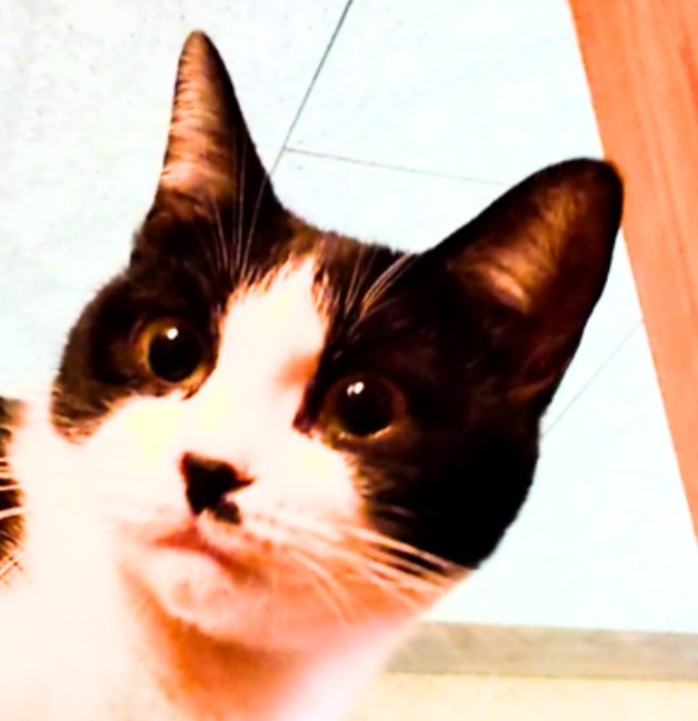 穏やかで甘えん坊で賢い猫。　生後９か月の女の子