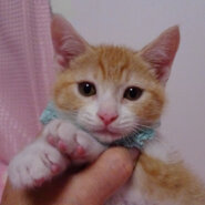 優しい顔で陽気なわんぱくボーイ♪メルくん2カ月半