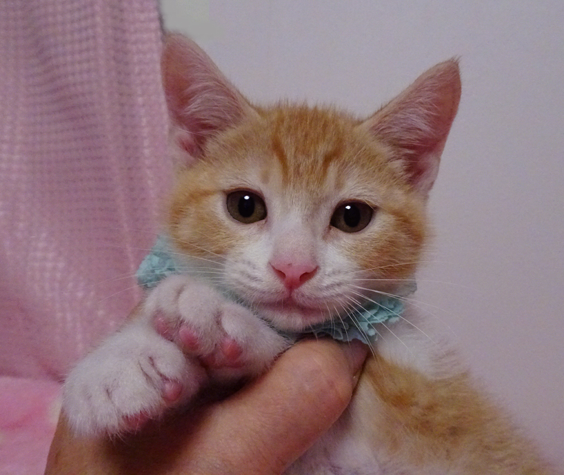 優しい顔で陽気なわんぱくボーイ♪メルくん2カ月半