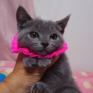 おだやかで可愛いグレー♪ユラちゃん ３カ月