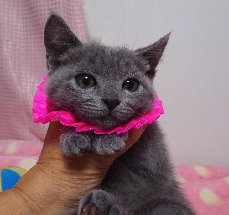 おだやかで可愛いグレー♪ユラちゃん ３カ月