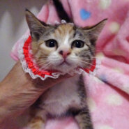 おだやかで可愛い三毛♪ミイちゃん 2カ月半