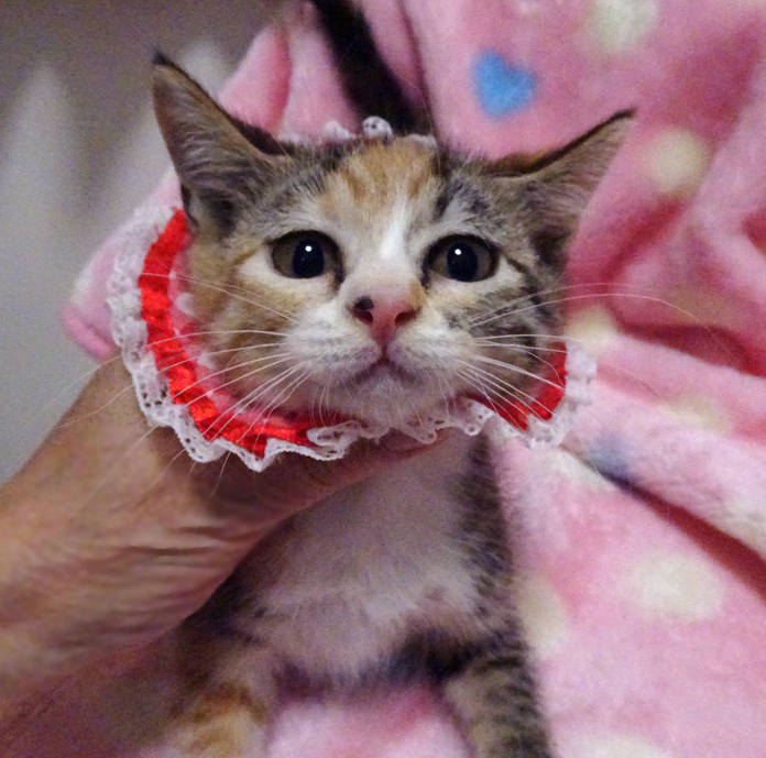 おだやかで可愛い三毛♪ミイちゃん 2カ月半