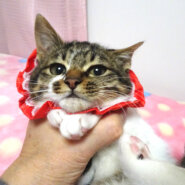 少しビビリで可愛いキジ白★アイちゃん3カ月