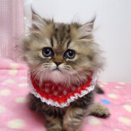 おだやか♪チンチラゴールデン★チイちゃん２カ月半