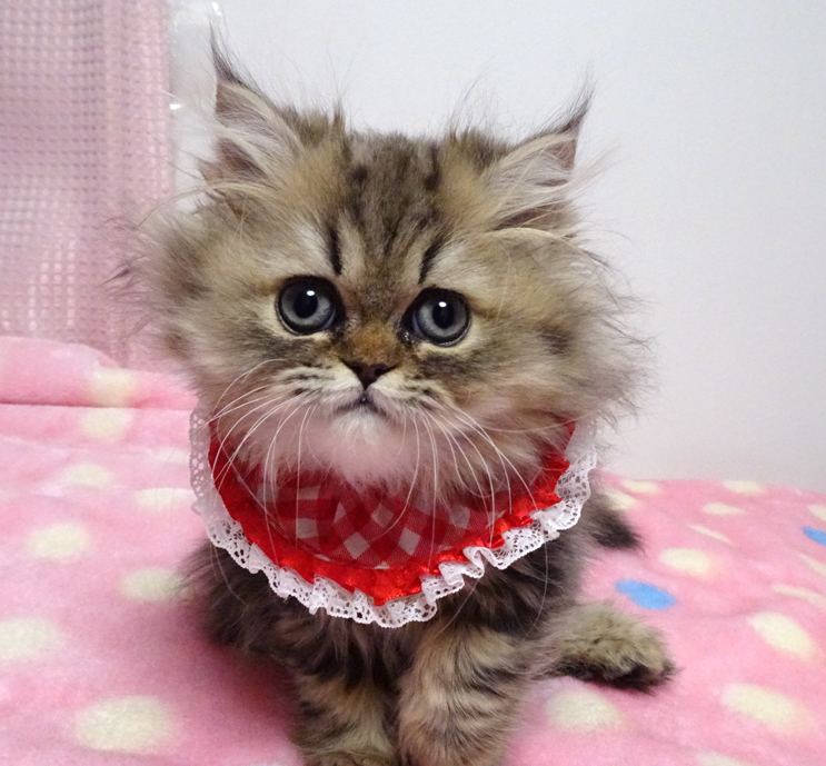 おだやか♪チンチラゴールデン★チイちゃん２カ月半