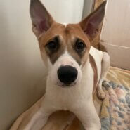 保護犬猫の預かりボランティアさを募集しています。