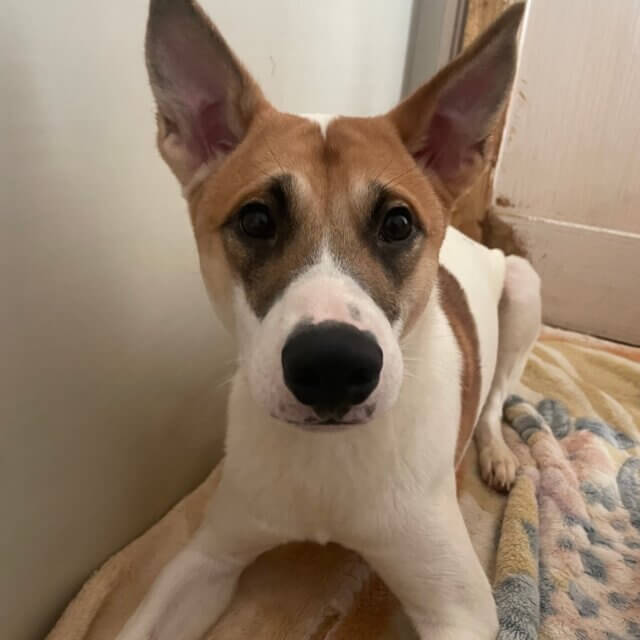 保護犬猫の預かりボランティアさを募集しています。