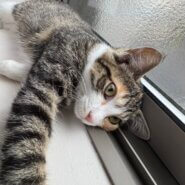 おっとり優しい三毛猫