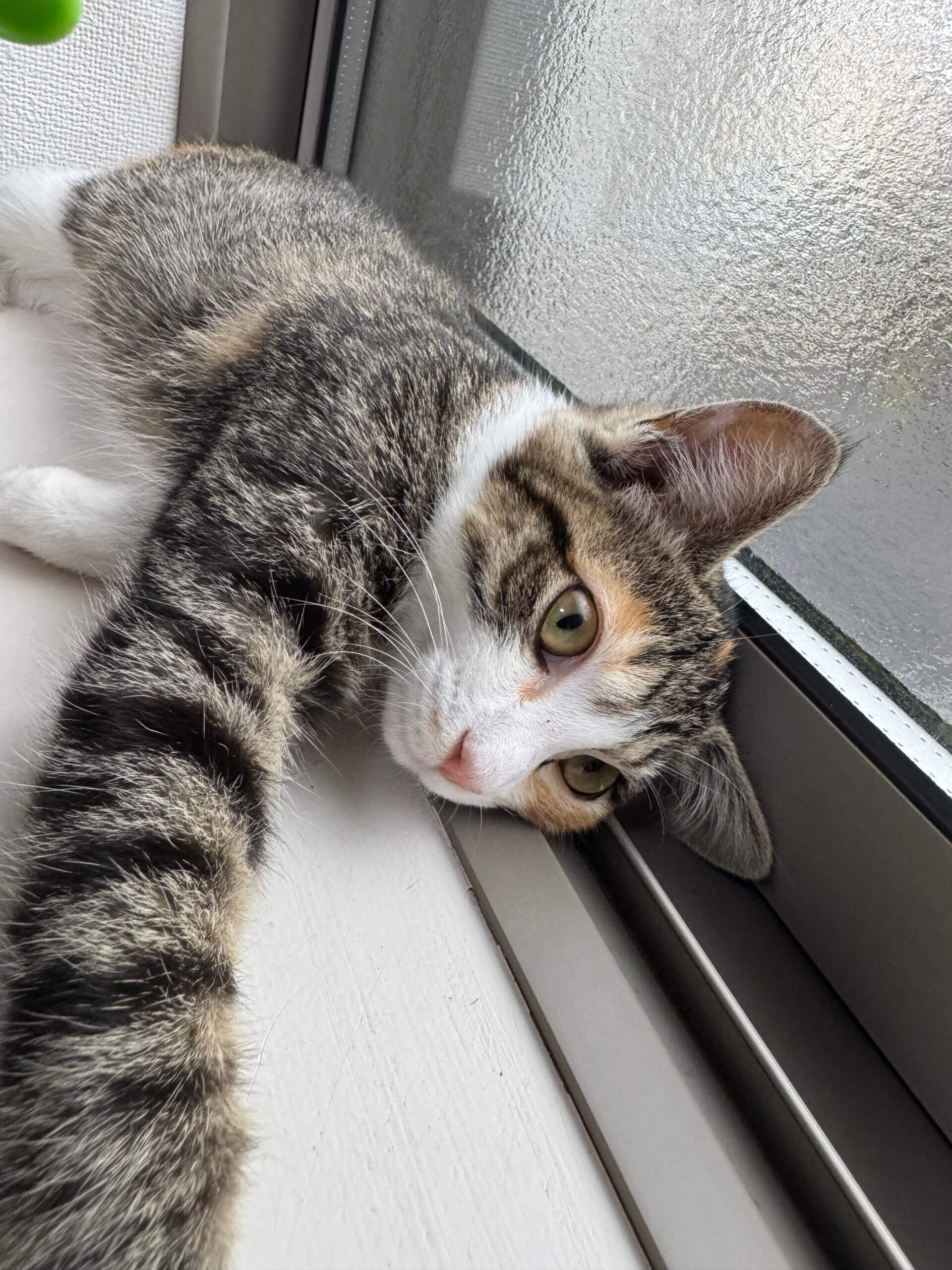 おっとり優しい三毛猫