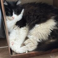 黒白猫ちゃん!
