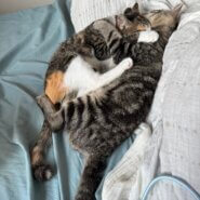 遊び好きなキジトラくん!