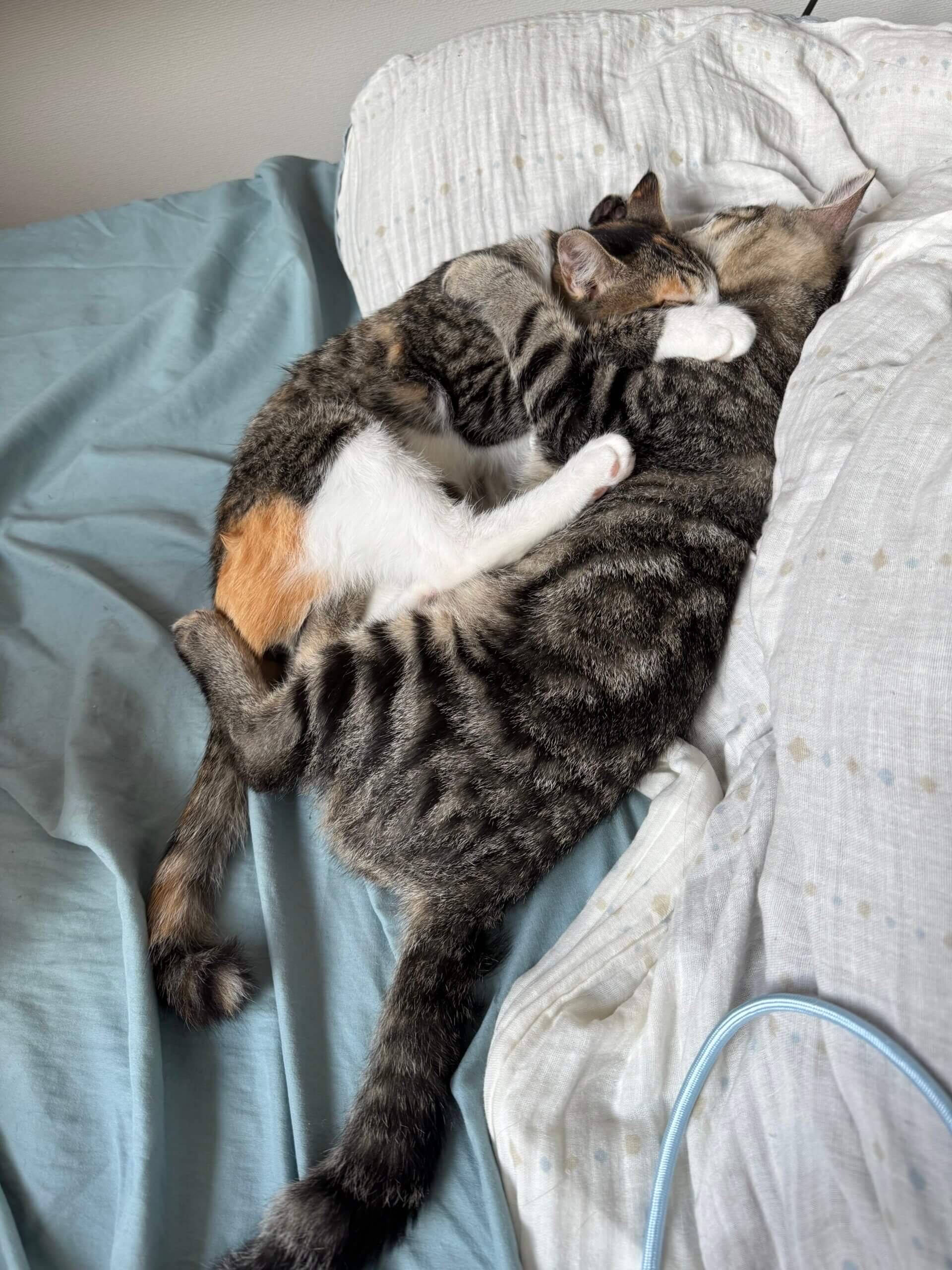 遊び好きなキジトラくん!