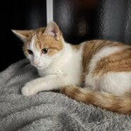 助けてください:お顔の可愛い生後6ヶ月くらいの茶白の子猫（男の子）