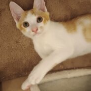 茶白の食いしん坊ボーイ・里親さん募集