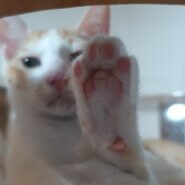 茶白の食いしん坊ボーイ・里親さん募集