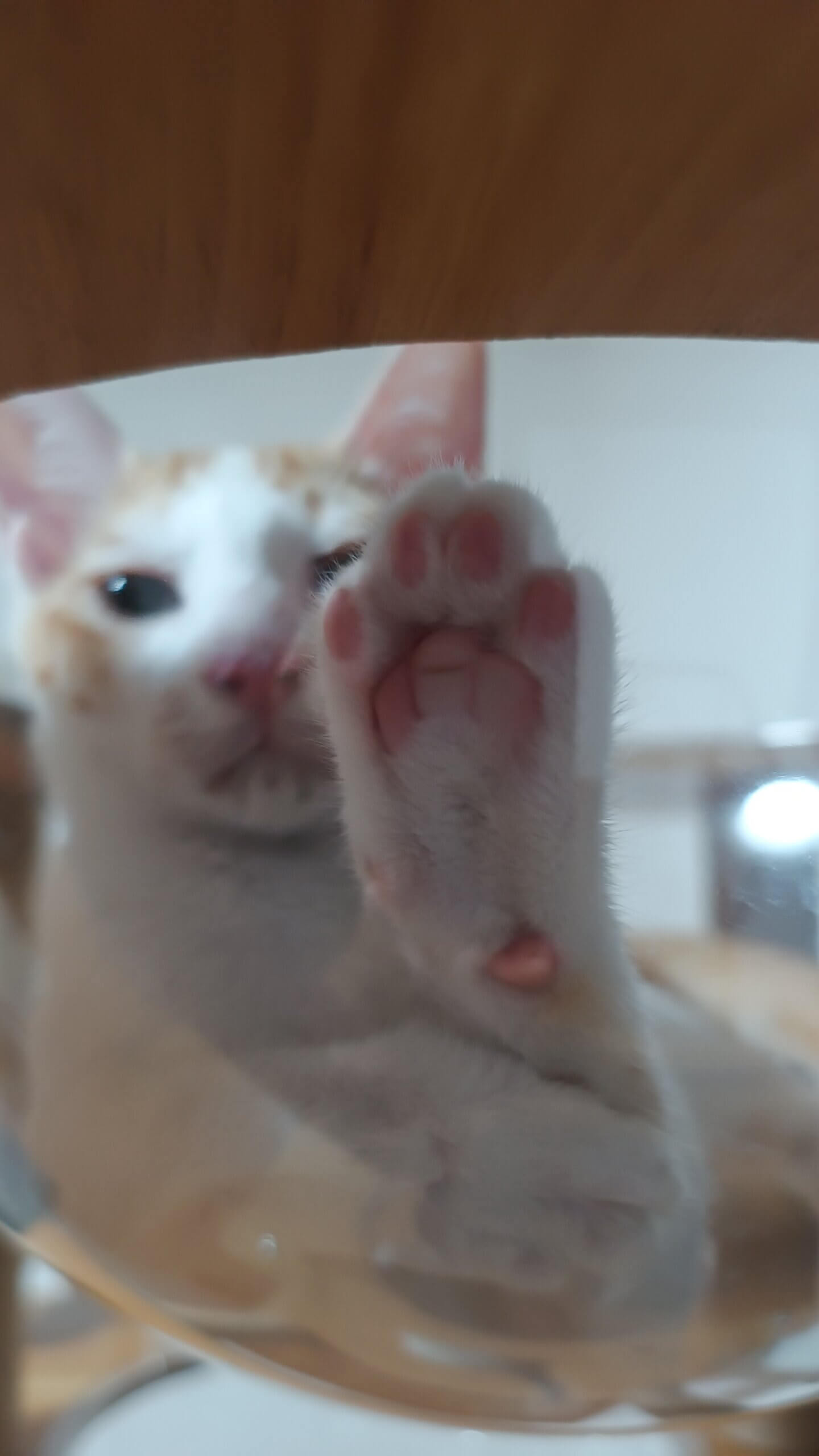 茶白の食いしん坊ボーイ・里親さん募集