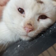 白猫の男の子／頭をケガしていた子の里親募