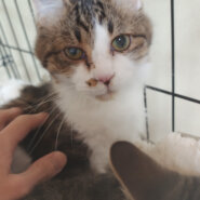 優しい性格の男の子・里親募集