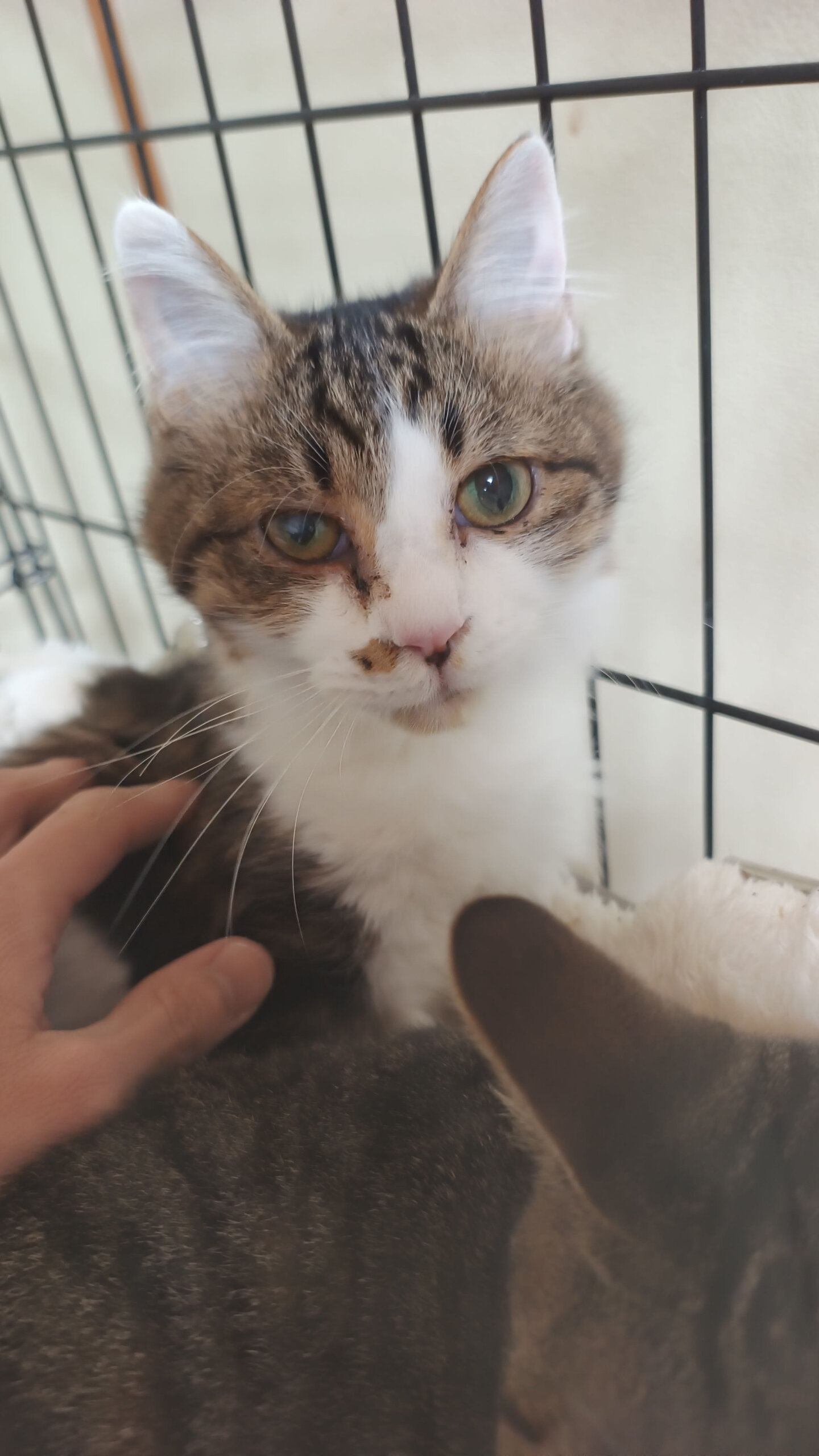 優しい性格の男の子・里親募集