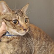 おもちゃ大好きなちょっと怖がりな女の子