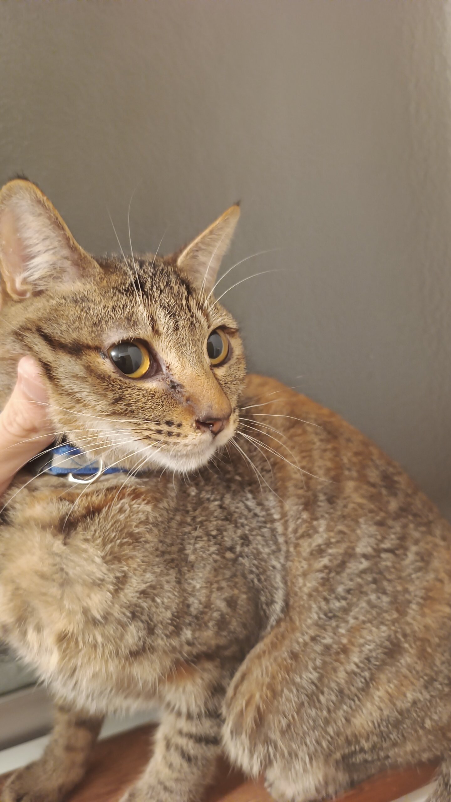 おもちゃ大好きなちょっと怖がりな女の子