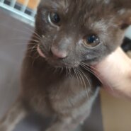 こげ茶の男の子