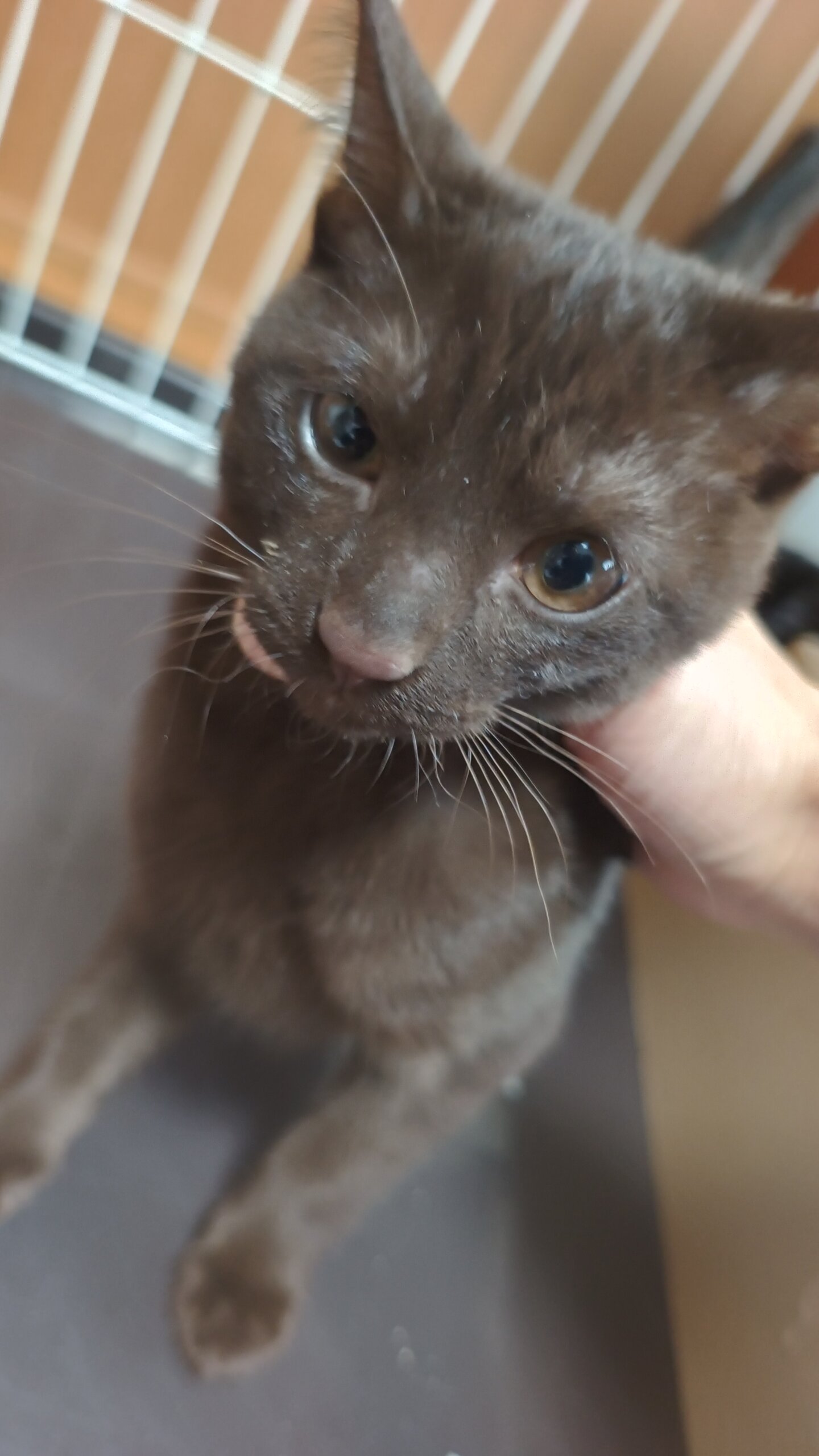 こげ茶の男の子