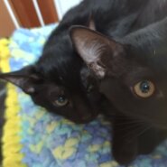 里親募集|黒猫の兄妹(オス・メス)