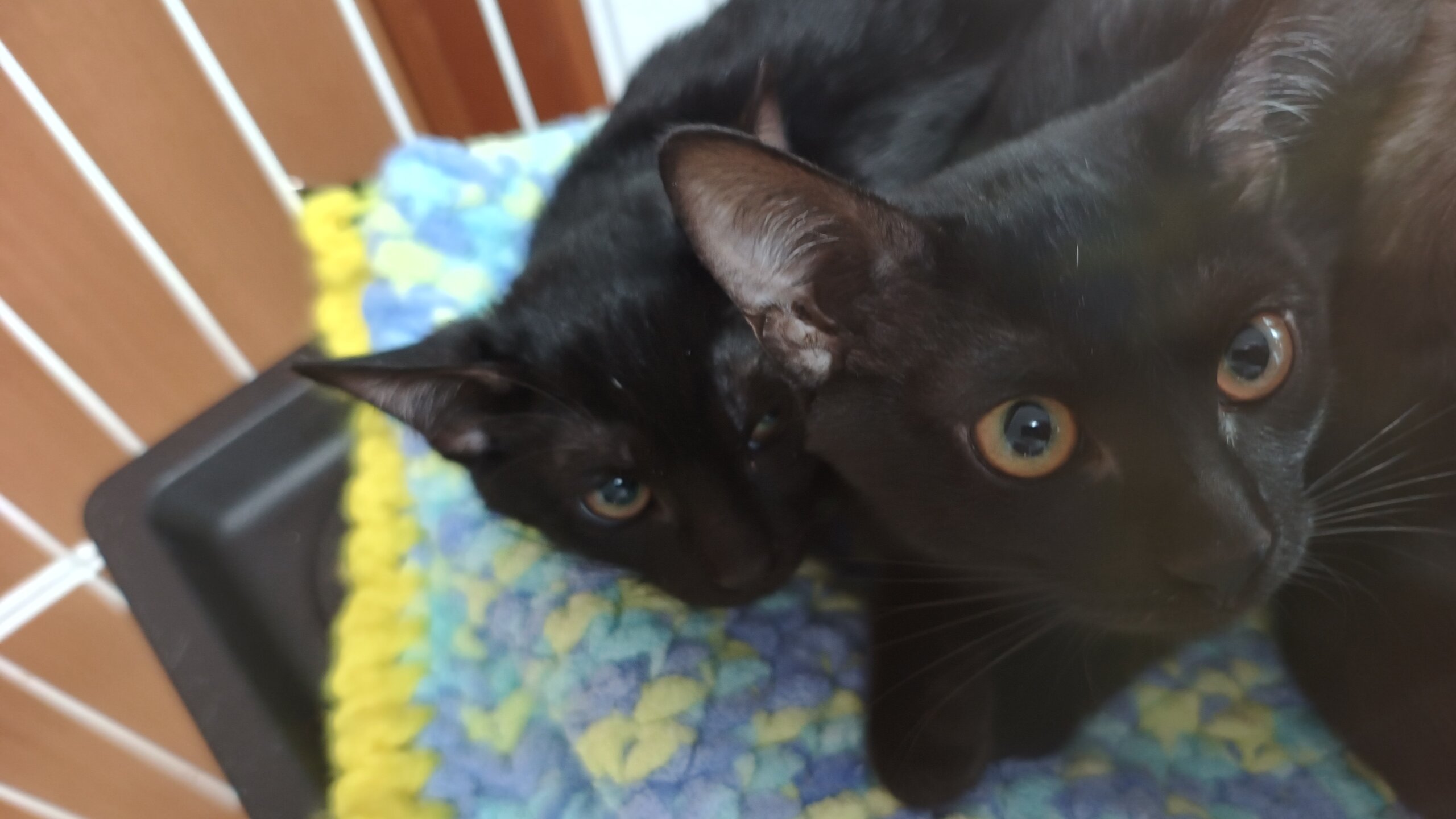 里親募集|黒猫の兄妹(オス・メス)