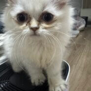 もふもふ白猫ちゃん