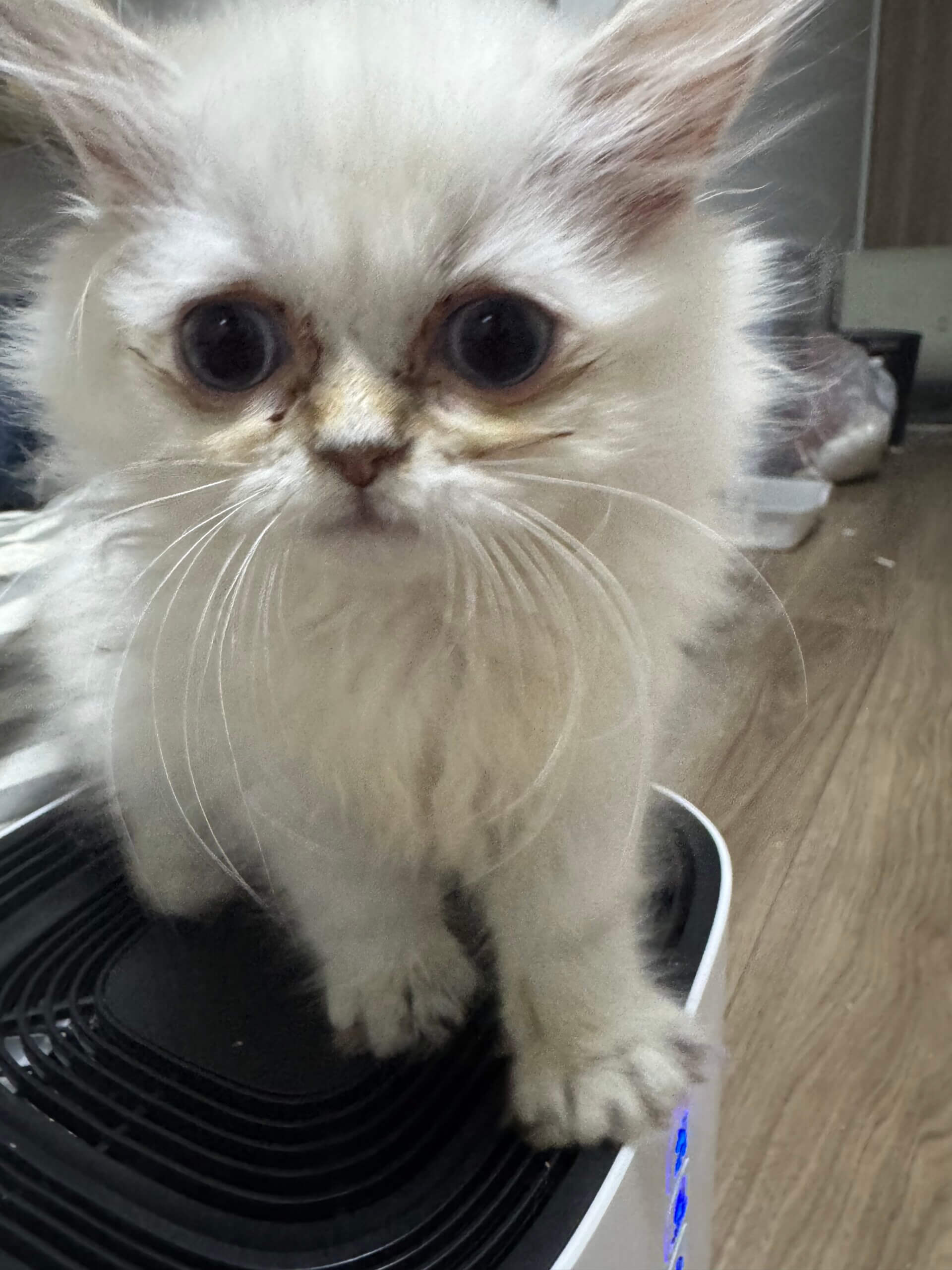 もふもふ白猫ちゃん