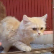 人懐っこくて性格も可愛いサイベリアンくん